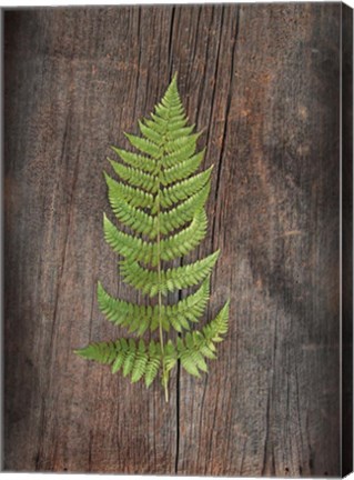 Framed Woodland Fern I Print