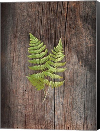 Framed Woodland Fern II Print