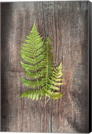 Framed Woodland Fern III Print