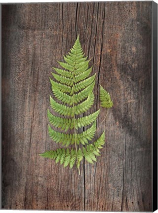 Framed Woodland Fern IV Print