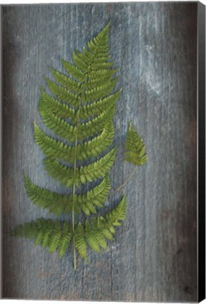 Framed Woodland Fern V Print