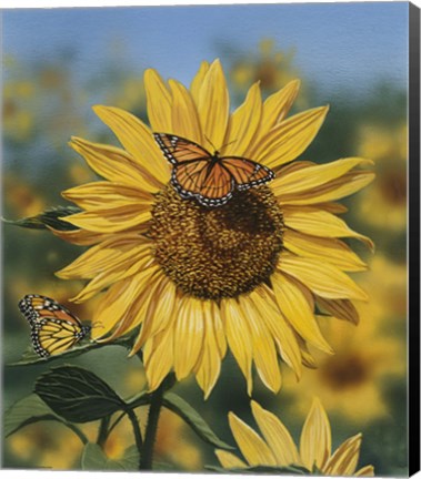 Framed Sunflower/Butterflies Print