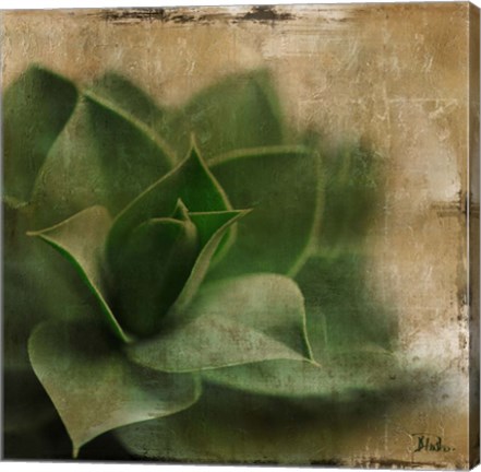 Framed Succulent II Print