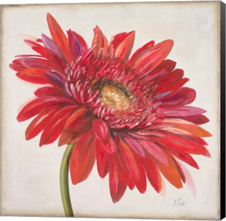 Framed Red Gerber Daisy Print