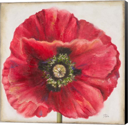 Framed Red Poppy Print