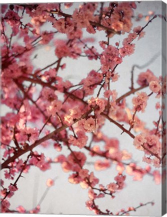 Framed Cherry Blossoms I Print