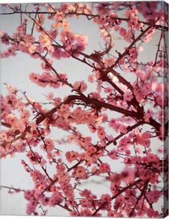 Framed Cherry Blossoms II Print