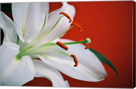 Framed White Lily Print