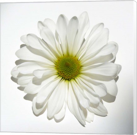 Framed White Daisy II Print