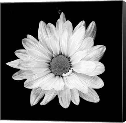 Framed White Daisy I Print