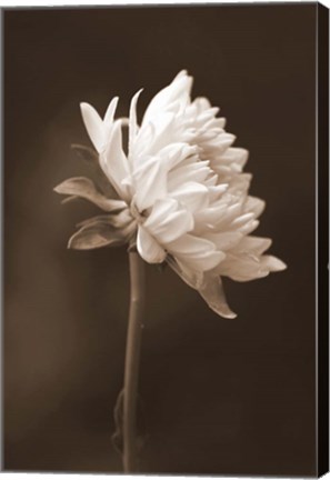 Framed Sepia Flower I Print