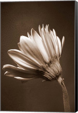 Framed Sepia Flower II Print