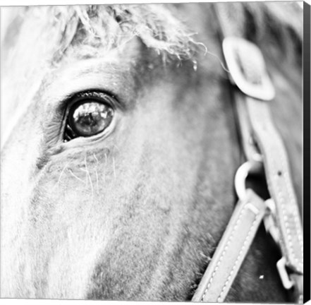 Framed In the Stable I Print