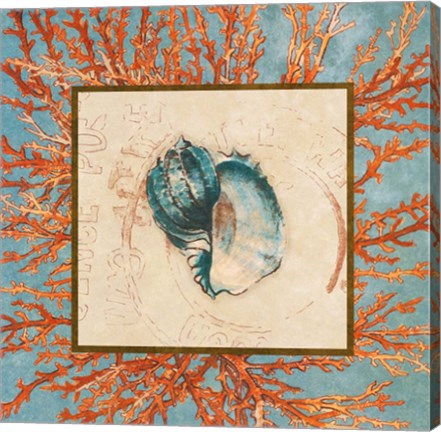 Framed Coral Medley Shell II Print