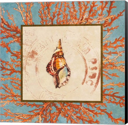 Framed Coral Medley Shell IV Print