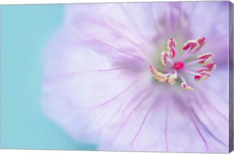 Framed Heart of a Flower Print