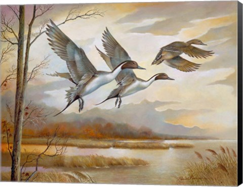 Framed Pintails Print