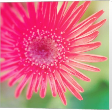 Framed Pink Fun I Print
