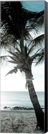 Framed Cool Bimini Palm I Print