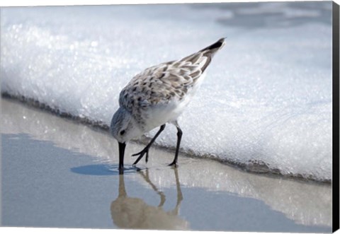 Framed Sandpiper IA Print