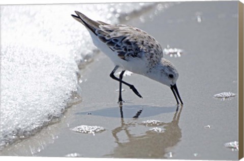 Framed Sandpiper IIA Print