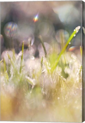 Framed Soft Morning Dew II Print