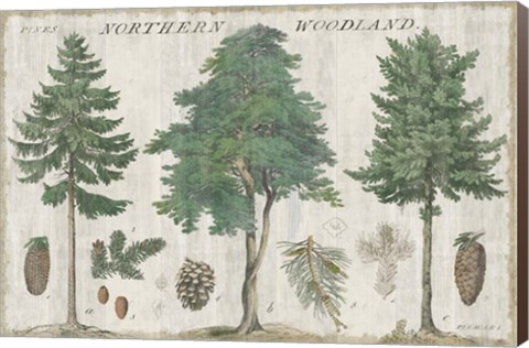Framed Woodland Chart I Print