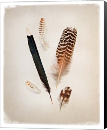 Framed Feather Group II Print