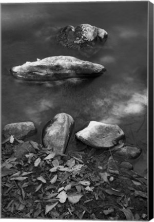 Framed Caudales Print