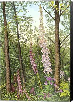 Framed Foxglove I Print