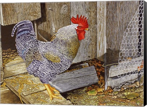 Framed Rooster Print
