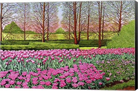 Framed Tulips At Longwood Gardens I, Kennett Square Pa Print