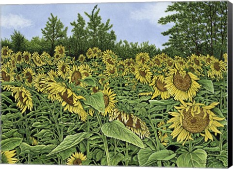 Framed Sunflowers Print