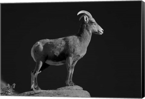 Framed Bighorn Portrait Print