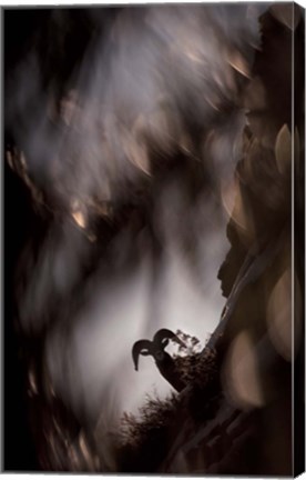 Framed Bighorn Silhouette Best Print