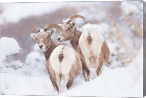 Framed Bighorns Two Print