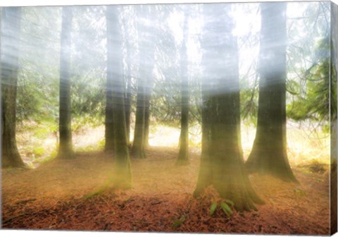 Framed Blurred Trees Print