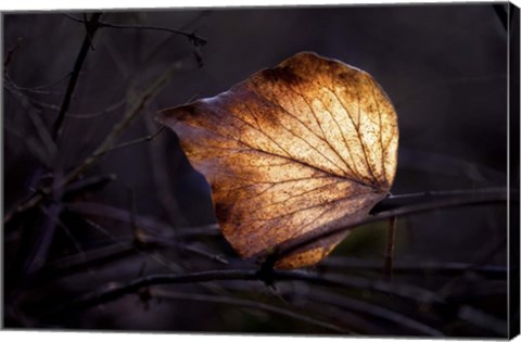 Framed Bright Leaf Print
