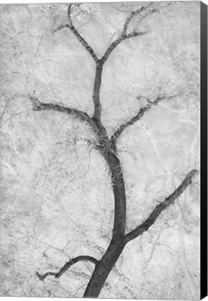 Framed Cottonwood Form Print