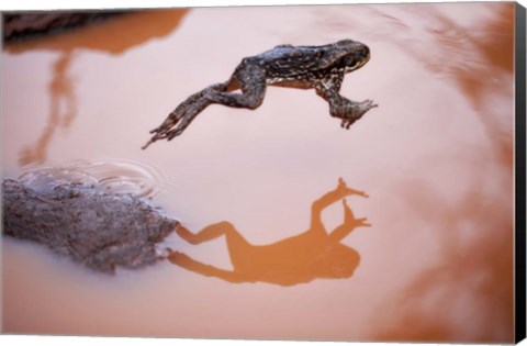 Framed Frog Jump 3 Print