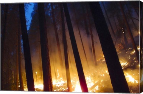 Framed Burning Forest Print