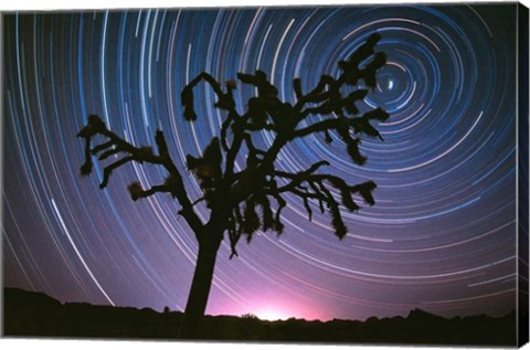 Framed Joshua Tree North Star Print