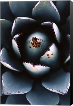 Framed Ladybugs Agave Print