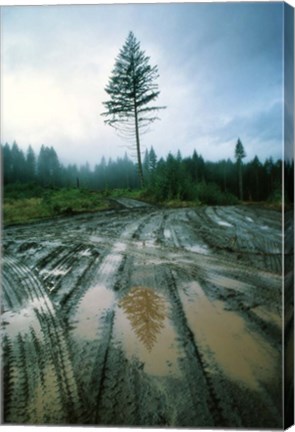 Framed Lonefir Print