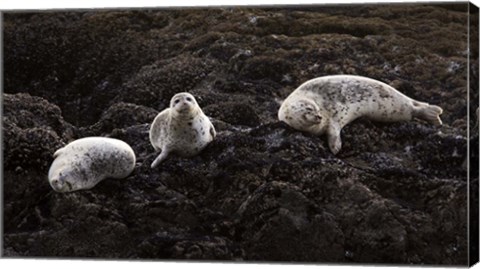 Framed Lounging Seals Print