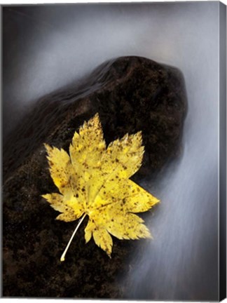 Framed Maple Leaf Stranded Print