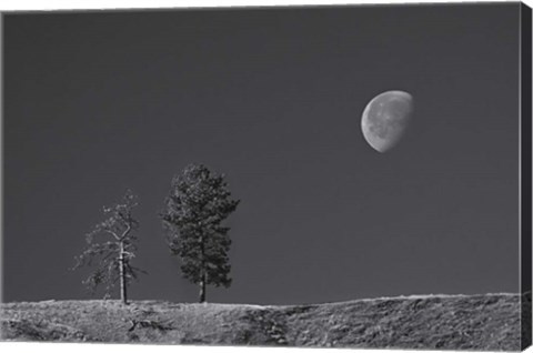 Framed Moon Trees Hill Print