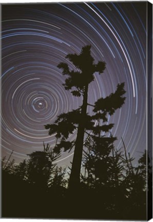 Framed Polaris Pine Print