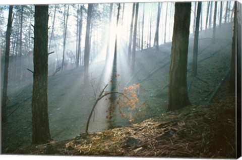 Framed Smoke Forest Print