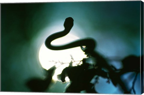 Framed Snake Sun Print